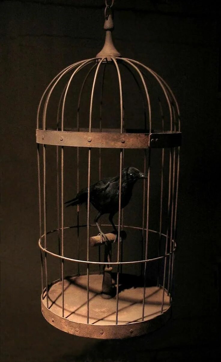 Птица в клетке фото Daryl McMahon: Crow cage Vintage bird cage, Bird cage, Bird cages