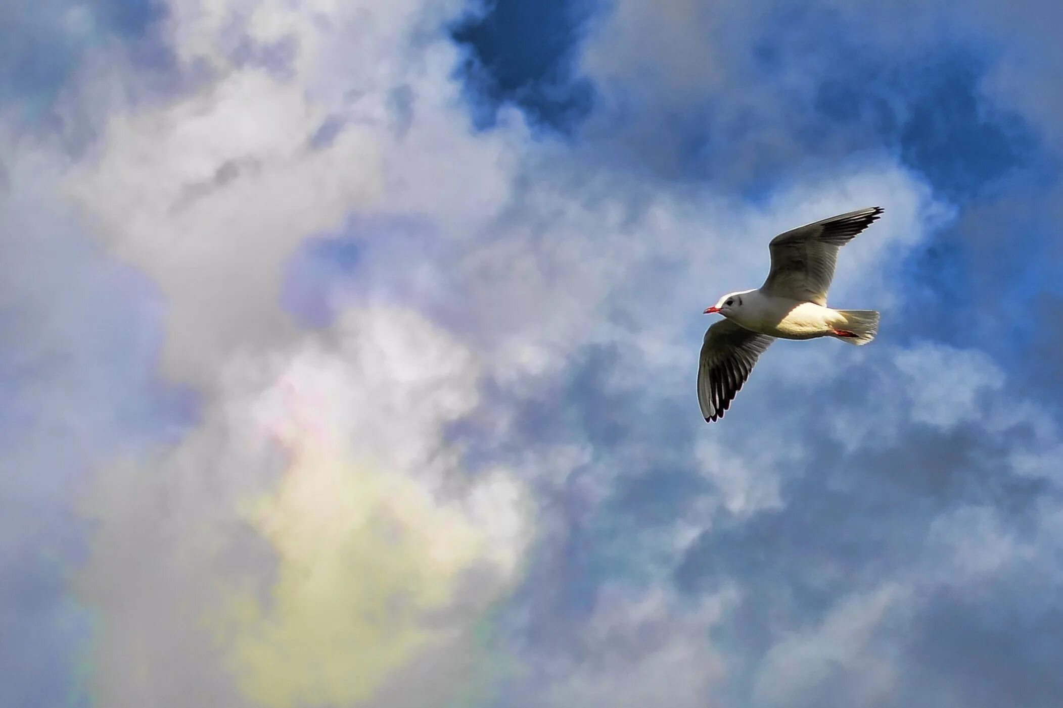 Птица в небе фото Free Images : bird, wing, cloud, sky, seabird, flying, seagull, gull, flight, bl