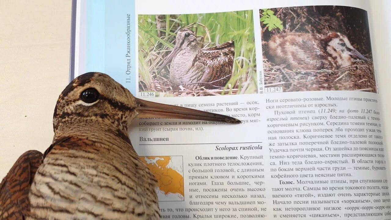 Птица вальдшнеп фото и описание У вальдшнепа самые яркие белые перья в птичьем мире - Хлебопечка.ру