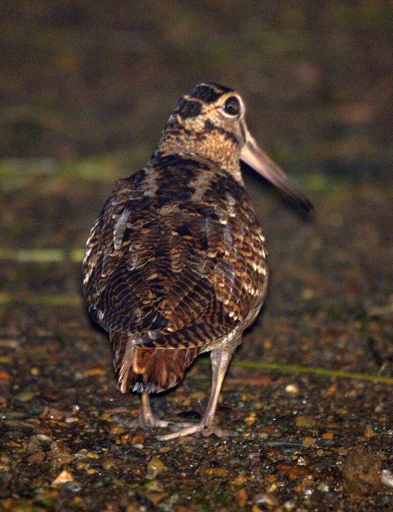 Птица вальдшнеп фото и описание Eurasian Woodcock (Scolopax rusticola). Birds of Siberia.