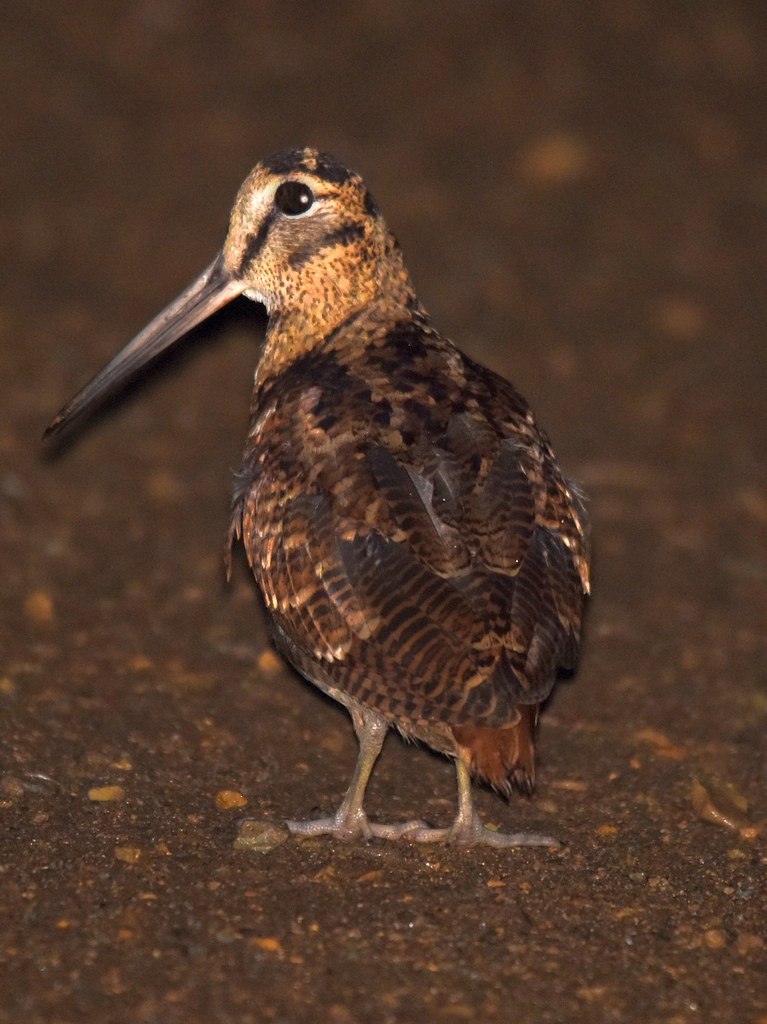 Птица вальдшнеп фото и описание где Eurasian Woodcock (Scolopax rusticola). Birds of Siberia.