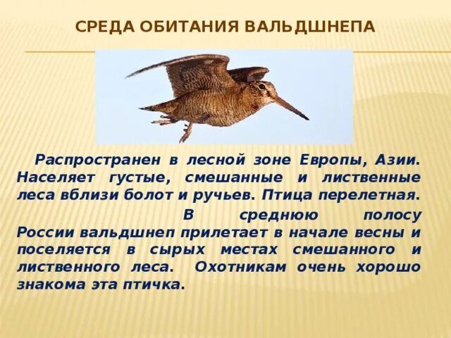 Птица вальдшнеп фото и описание где обитает Презентация по окружающему миру о птице