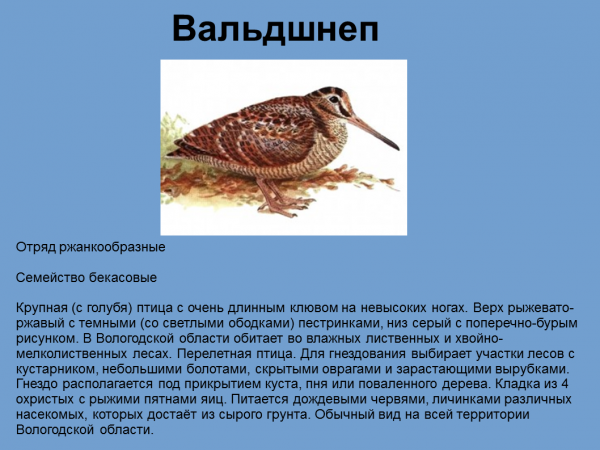 Птица вальдшнеп фото и описание где обитает Птицы лесов Вологодской области - скачать бесплатно pptx