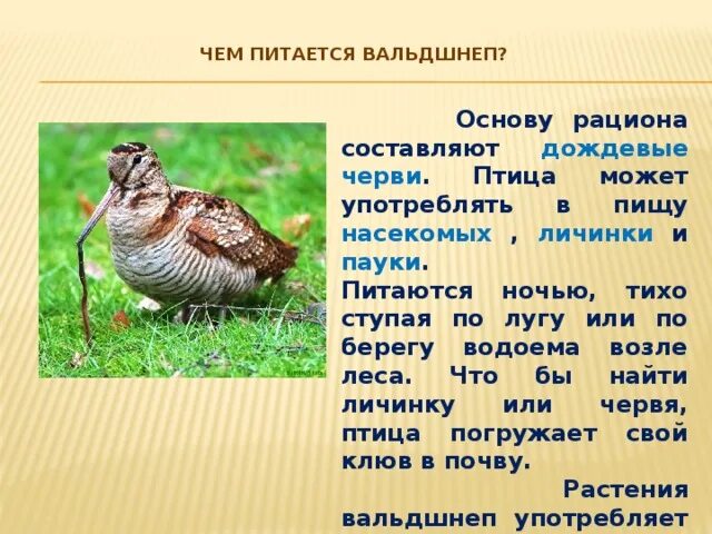 Птица вальдшнеп фото и описание где обитает Презентация по окружающему миру о птице