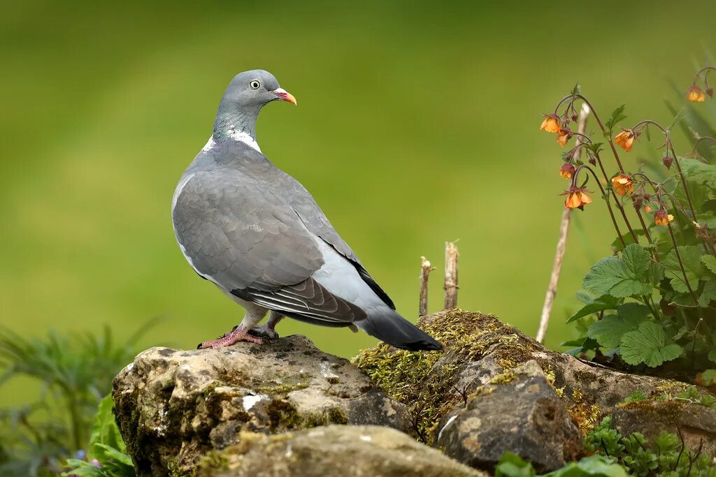 Птица витютень фото и описание Common Wood Pigeon - Columba palumbus One of half a dozen . Flickr