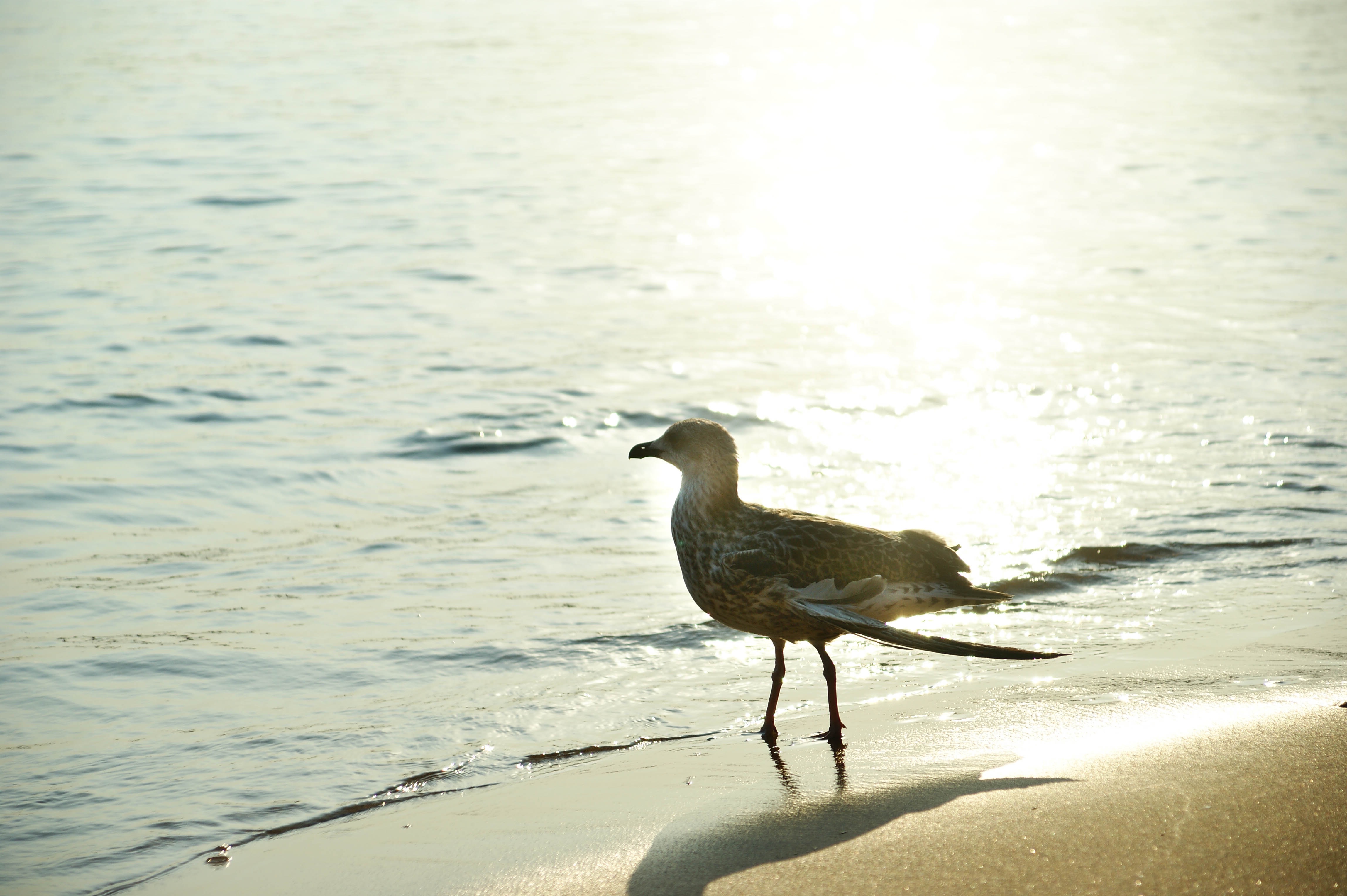 Птица волга фото Free Images : sea, water, bird, morning, wildlife, reflection, gull, beak, fauna