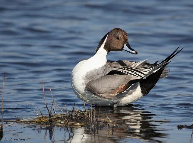 Птица волга фото Northern Pintail (m) in breeding plumage Duck breeds, Duck pictures, Bird huntin