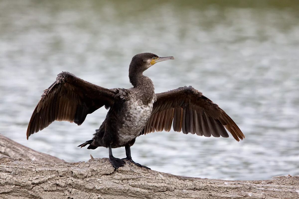 Птица волга фото Cormorant - Phalacrocorax carbo JuzaPhoto