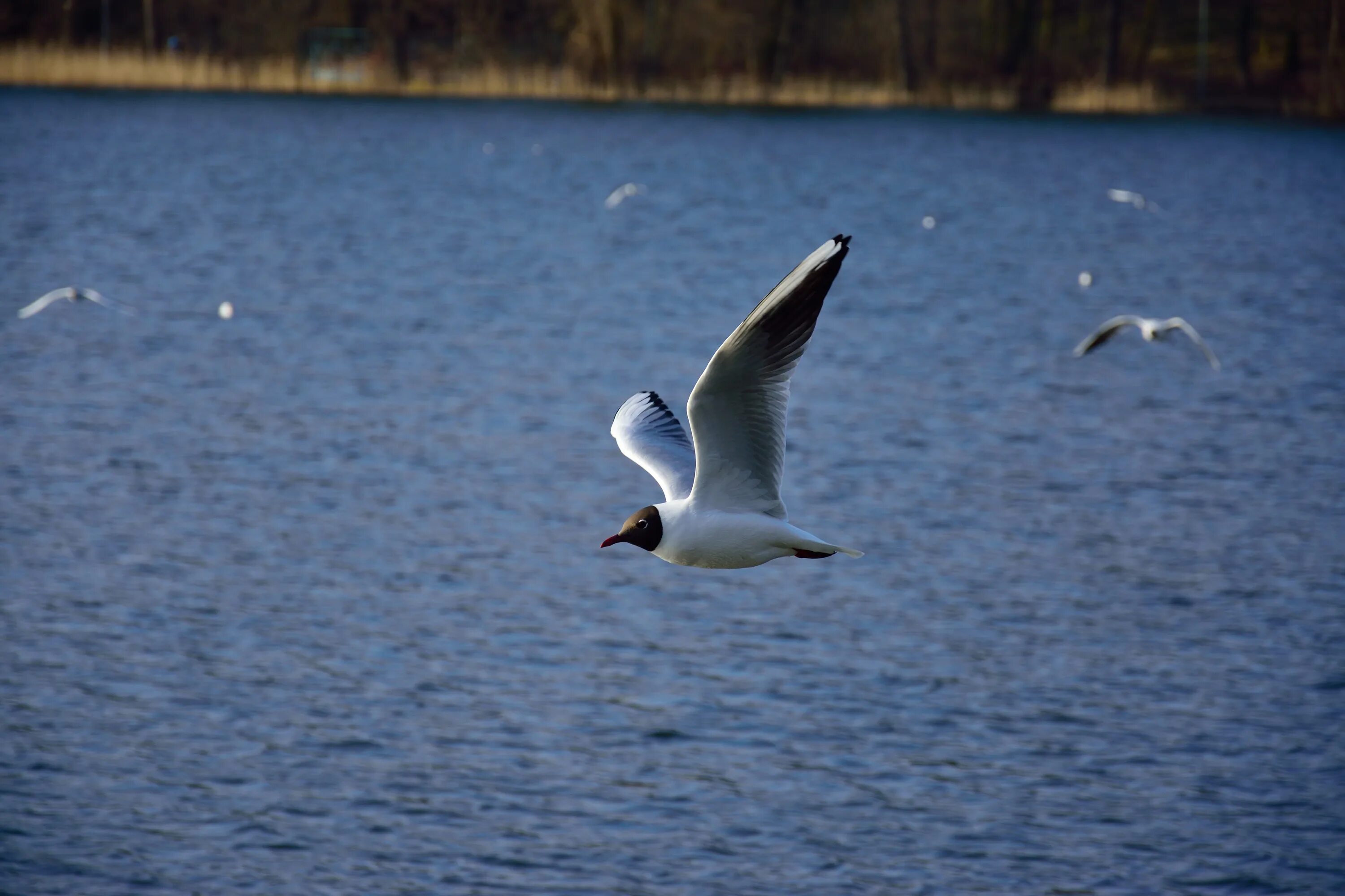 Птица волга фото Free Images : sea, nature, wing, lake, pen, seabird, seagull, gull, beak, flight