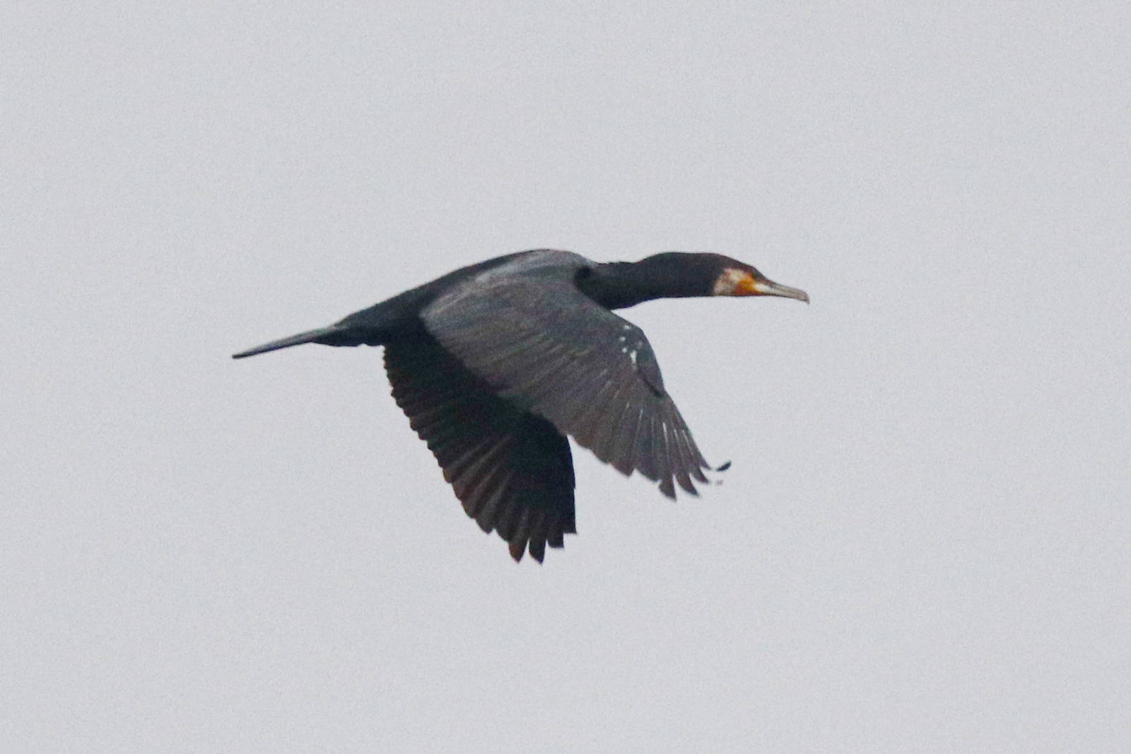 Птица волга фото Great Cormorant (Phalacrocorax carbo). Birds of Siberia.