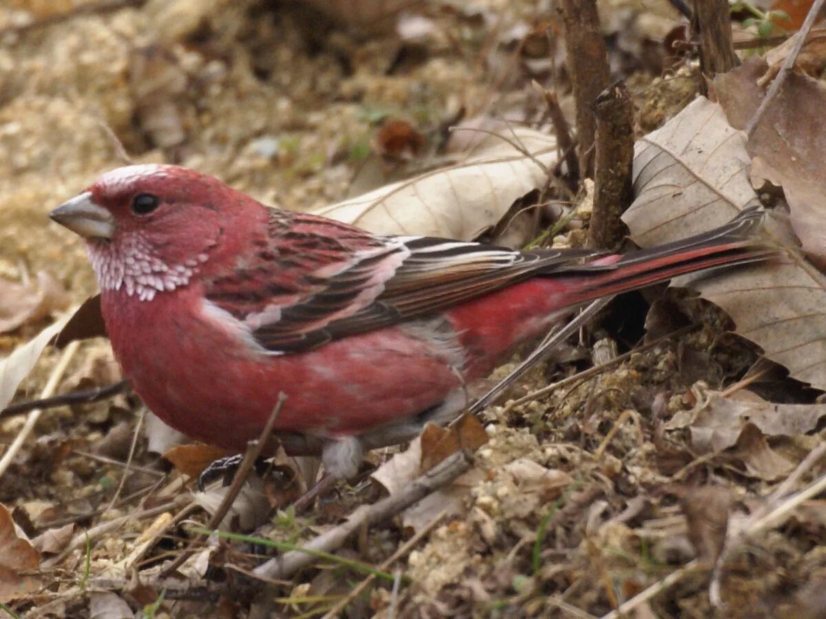 Птица вольштейн фото Файл:Carpodacus roseus.jpg - Википедия