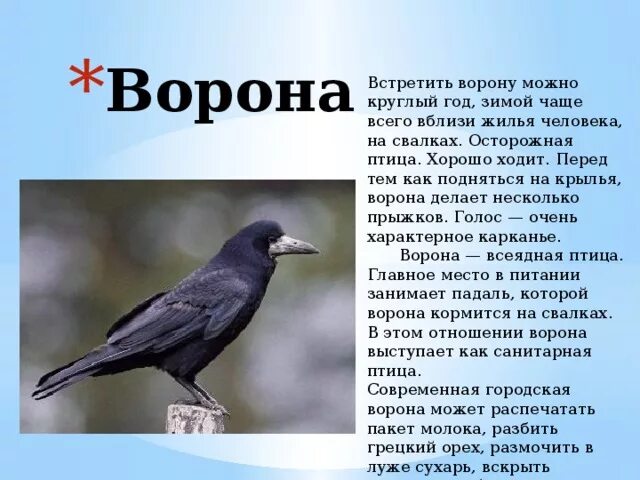 Птица ворона фото и описание Зимующие птицы нашей полосы - дошкольное образование, презентации