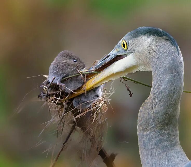 Птица выхухоль фото картинки I saw a heron and bank vole as they remain active throughout the year. Water vol