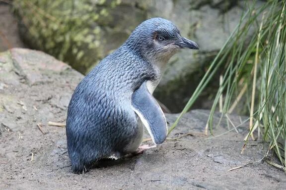 Птица выхухоль фото картинки Little Blue Penguin/Korora Minecraft Skin