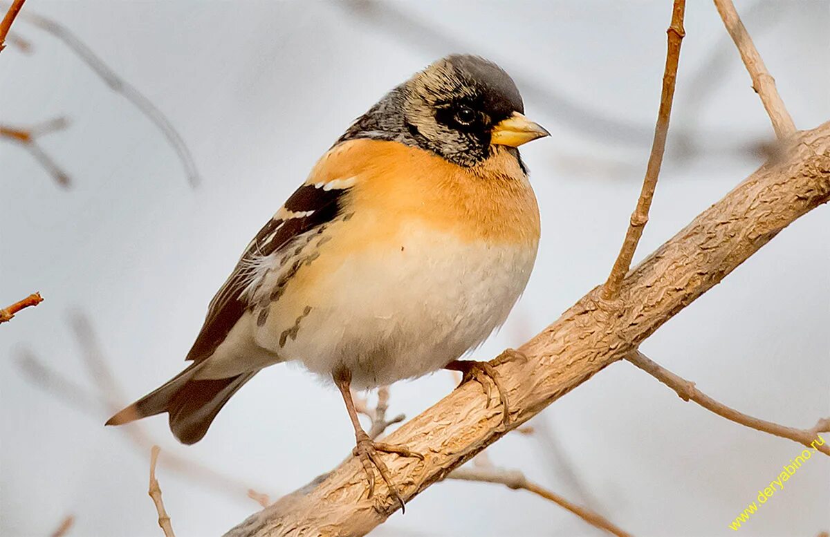 Птица вьюрок фото и описание Вьюрок Frinilla montifringilla Brambling