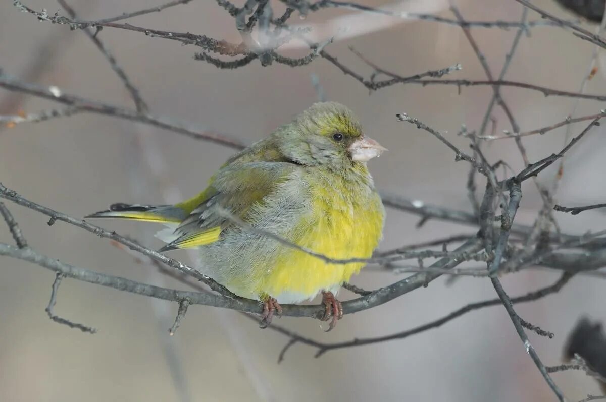 Птица зеленушка фото и описание European Greenfinch (Chloris chloris). Birds of Siberia.