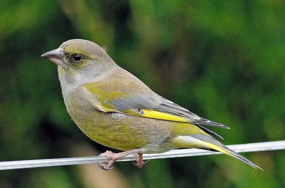 Птица зеленушка фото и описание Fichier:Carduelis chloris -England-8.jpg - Wikipédia