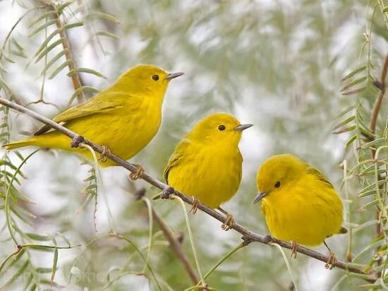 Птица желтого цвета фото It's a Colorful Life Imagenes de aves hermosas, Pájaros amarillos, Aves de color