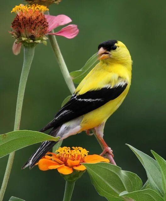 Птица желтого цвета фото American Goldfinch Beautiful birds, Pet birds, Colorful birds