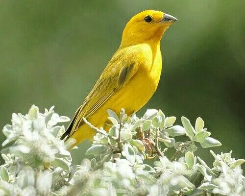 Птица желтого цвета фото Ave Amarilla Canarios, Pájaros Amarillos