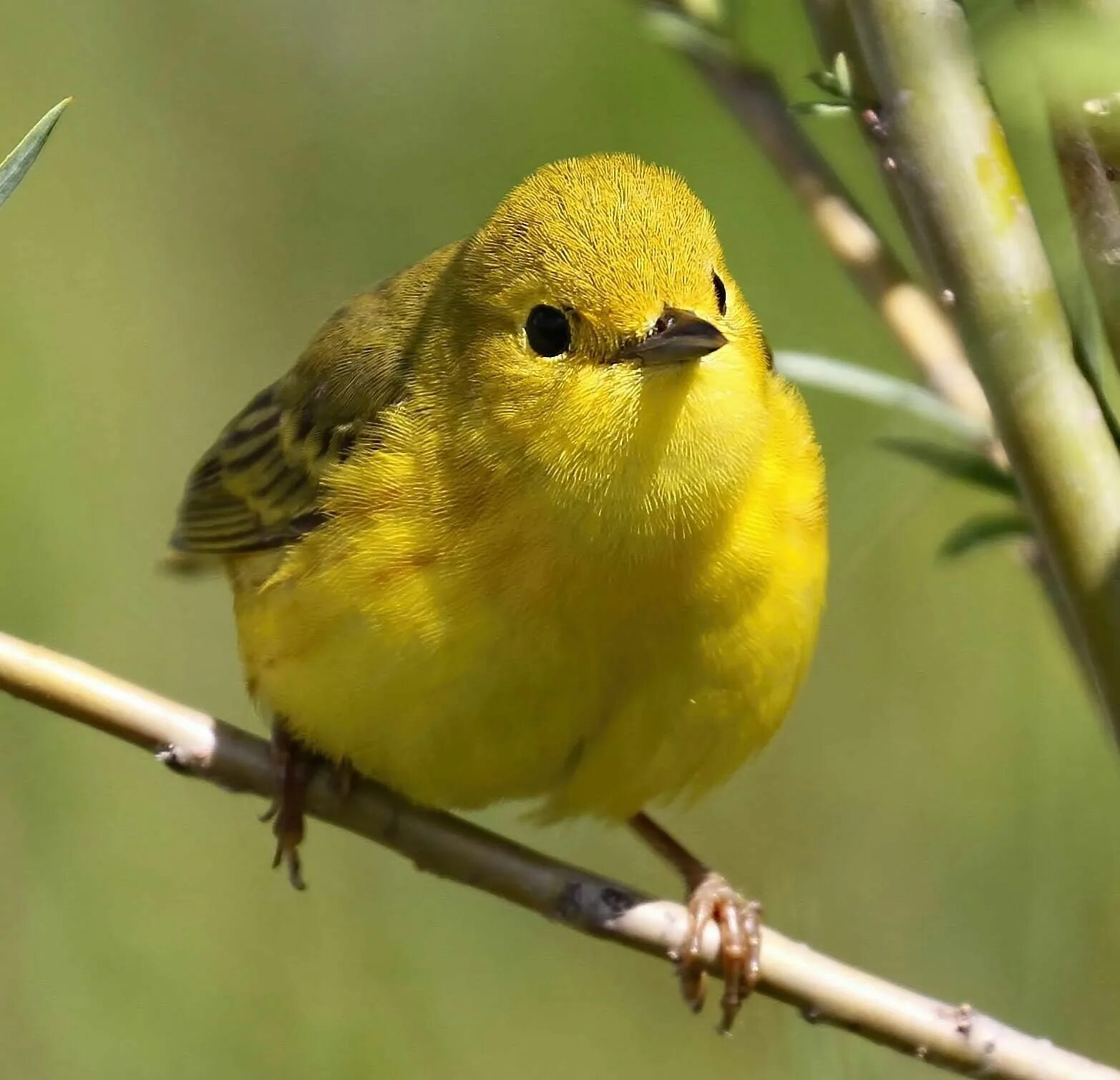 Птица желтого цвета фото Yellow Warbler