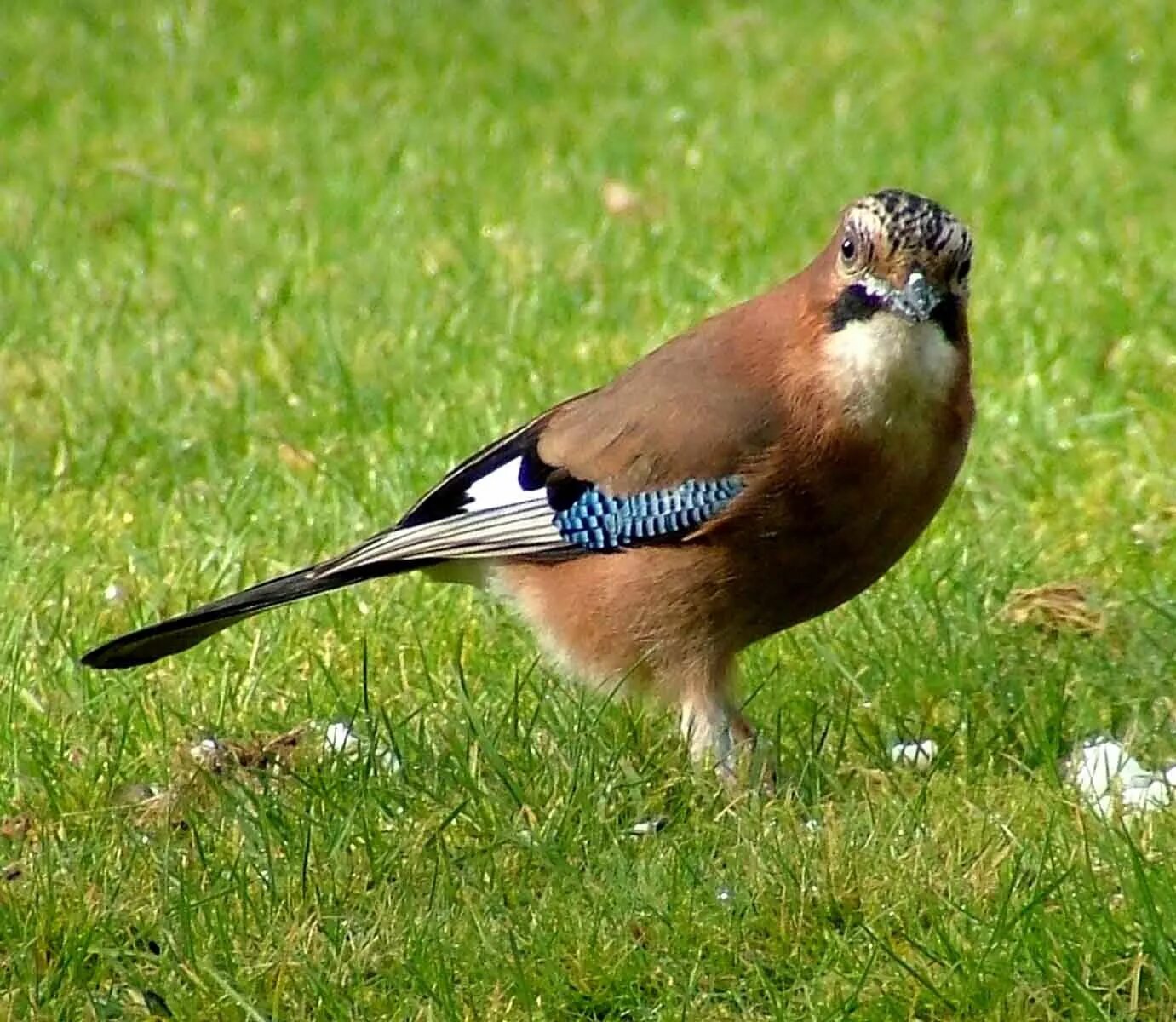 Птица живет в московской области фото Jay (Jerry Cassidy) Wildlife, Blue jay, Animals