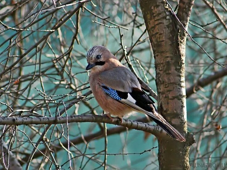 Птица живет в московской области фото Pin on Птицы Bird, Animals, Blue jay