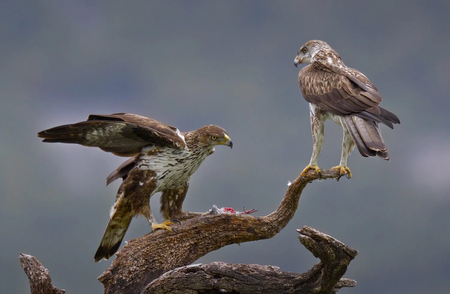 Птица змееяд фото Змееяд птица - Olphoto.ru