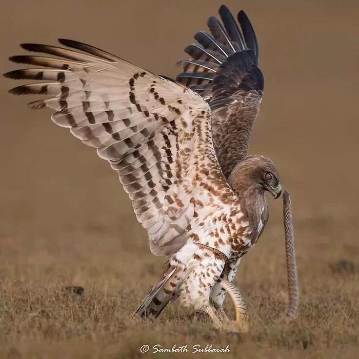 Птица змееяд фото Short toed Snake Eagle and Rat Snake Bird, Animals amazing, Pet birds