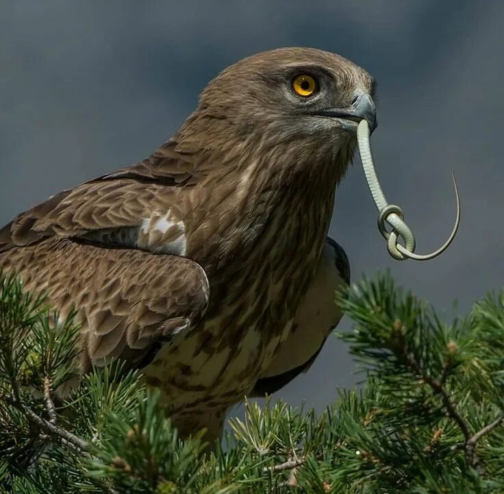 Птица змееяд фото Short-toed eagle Congratulations photos, Animal lover, Eagle