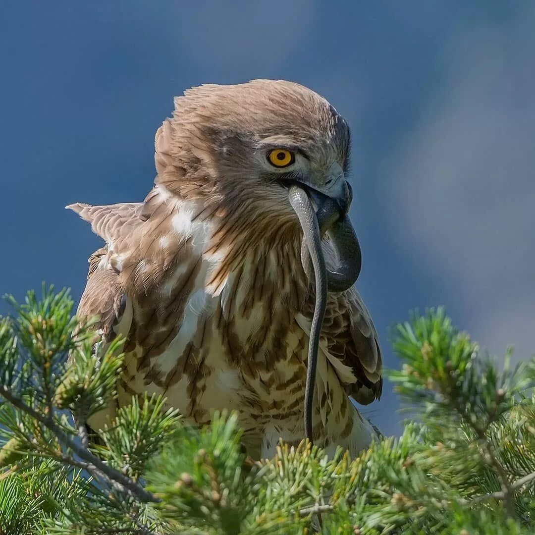 Птица змееяд фото JACOPO RIGOTTI on Instagram: "Short-toed eagle with snake #bbcearth #best_birds_