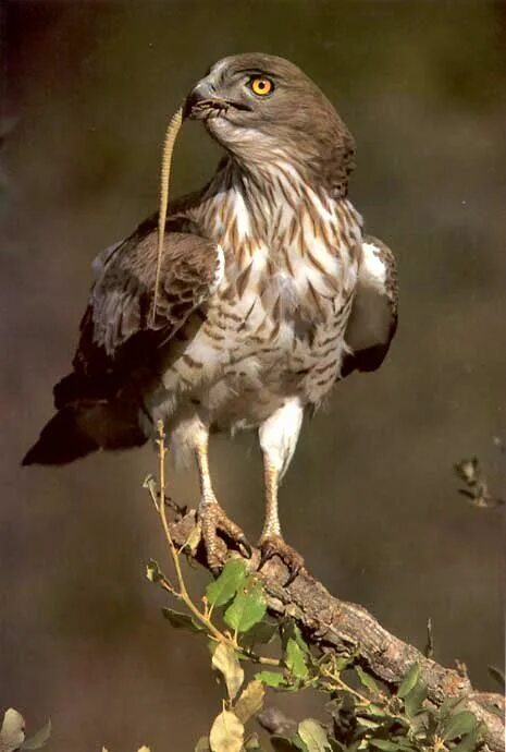 Птица змееяд фото Short-toed snake eagle (Circaetus gallicus) Aguila culebrera, Aves de rapiña, Av