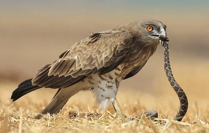 Птица змееяд фото Хищная птица змееяд Pet birds, Largest bird of prey, Birds of prey