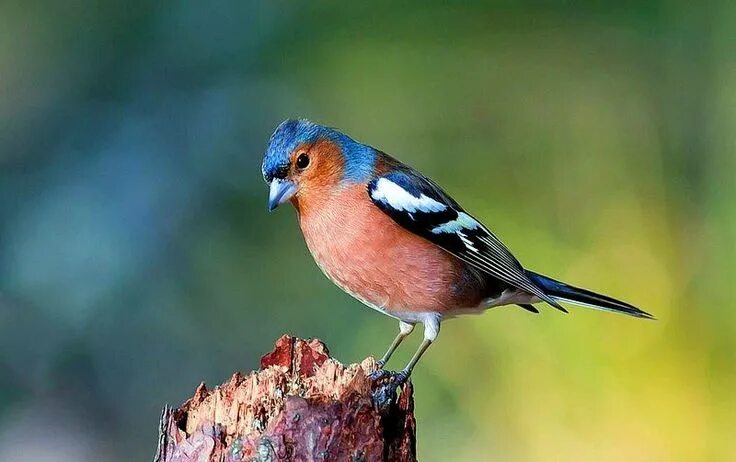 Птица зяблик фото и описание Пин на доске Migratory birds Зяблик, Птицы, Птичка