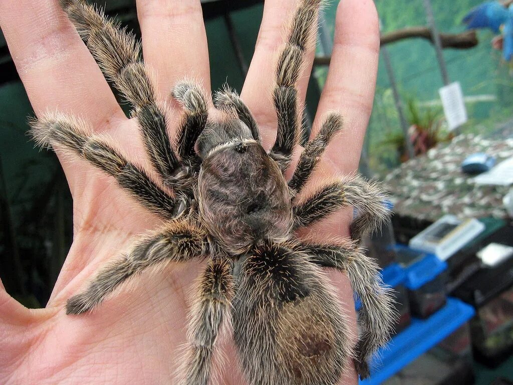 Птицеед паук фото на руке Chillian Rose Tarantula - Palm size Chillian Rose Tarantul. Flickr