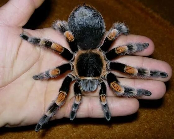 Птицеед паук фото на руке Brachypelma smithi - photo Reptarium Spider species, Cute animals, Animals