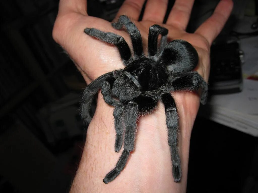 Птицеед паук фото на руке brazilian black tarantula sling Pet spider, Pet tarantula, Tarantula