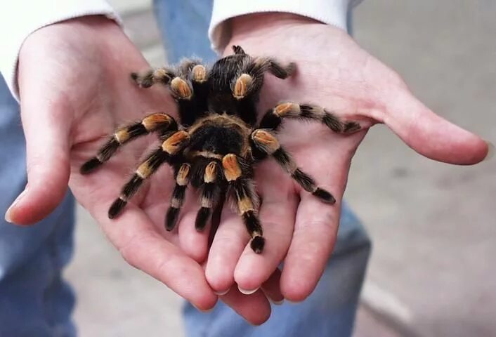 Птицеед паук фото на руке Giant Tarantula spider, Tarantula Pictures, Tarantula Facts, Information, Habita