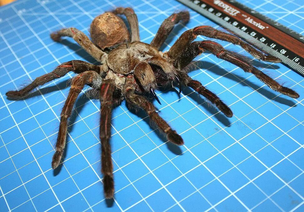 Птицеед паук фото самый большой в мире Theraphosa blondi LATREILLE, 1804 Spider, Goliath, Large spiders