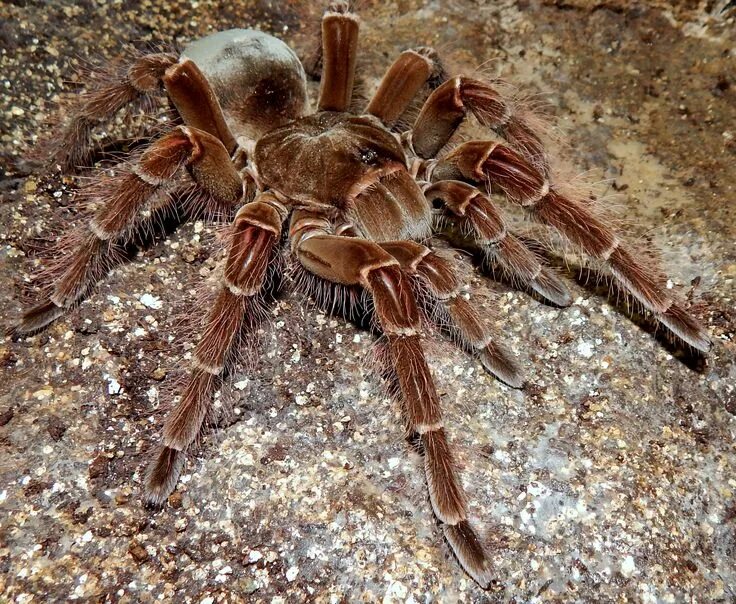 Птицеед паук фото самый большой в мире Tarántula Goliat. Tattoo araña, Tarántula goliat, Macrofotografia