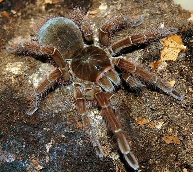 Птицеед паук фото самый большой в мире Theraphosa blondi juvenile female arachnova78 Flickr