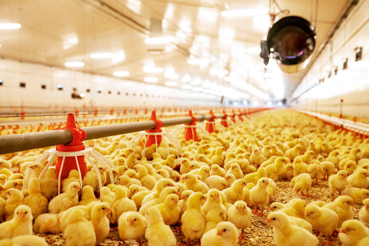 Птицефабрика в орле фото Photo: Каспий Эко Птица, poultry farm, Republic of Daghestan, gorodskoy okrug Ma