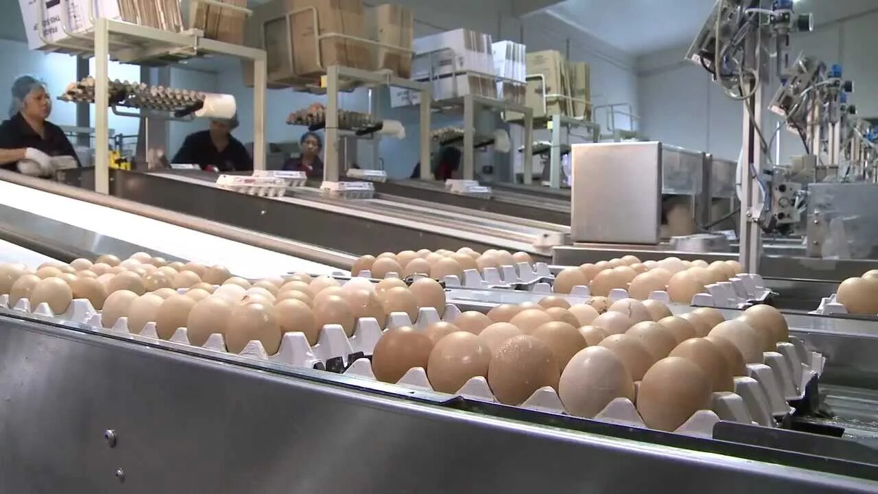 Птицефабрика вараксино 22б село вараксино фото Poultry Farm Egg Production Business - Business For Sale, Gippsland, Victoria; A