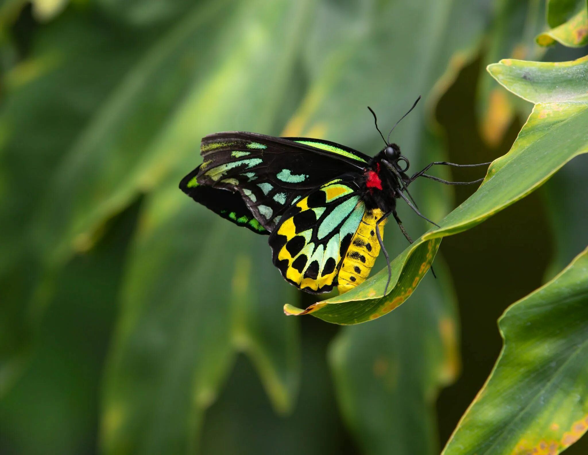 Птицекрылка королевы александры бабочка фото What is the biggest butterfly in the world? Most beautiful butterfly, Big butter