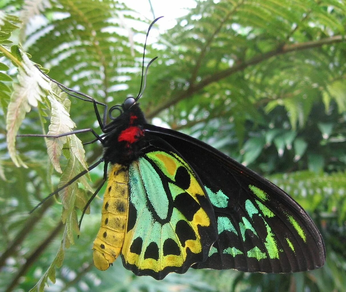 Птицекрылка королевы александры бабочка фото Файл:Ornithoptera euphorion male closed.jpg - Википедия