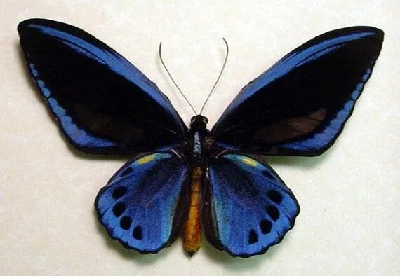 Птицекрылка королевы александры бабочка фото Real Framed Butterfly Ornithoptera Urvillianus Male- Priam's Blue Birdwing 1116a