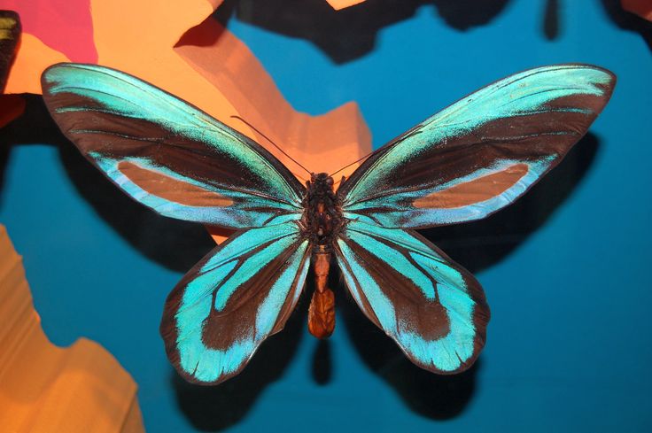 Птицекрылка королевы александры бабочка фото mariposa alas de pajaro Alas de pájaro, Alas, Pinturas mexicanas