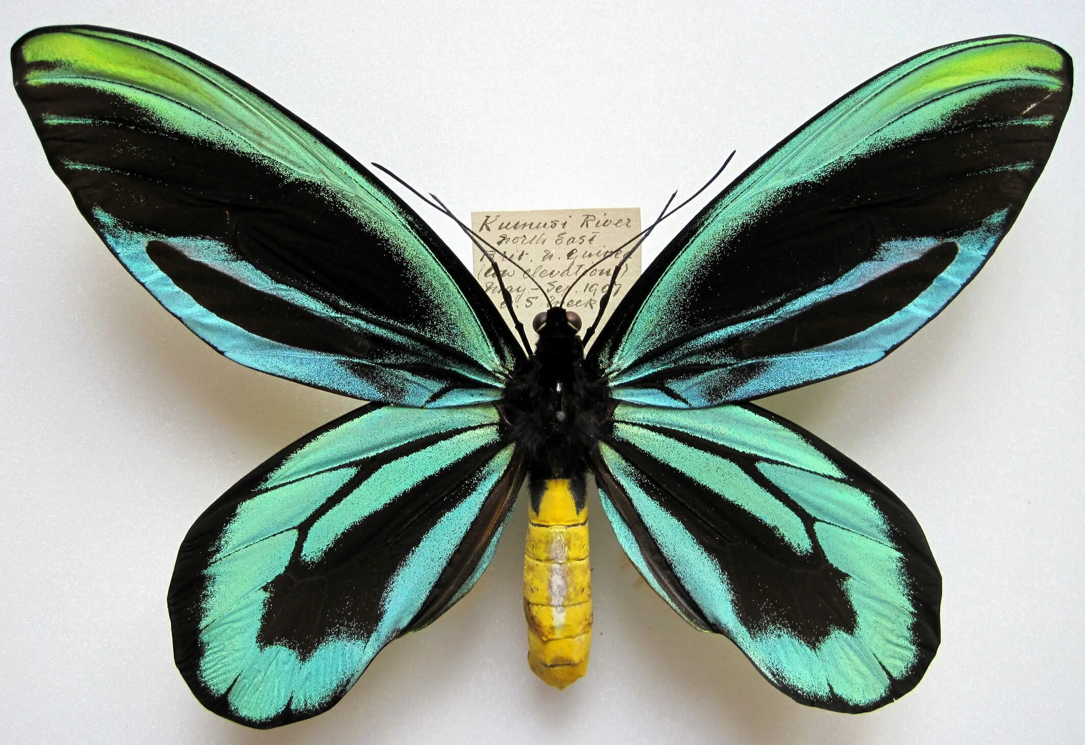 Птицекрылка королевы александры бабочка фото Star objects of our collection - The Queen Alexandra’s birdwing Most beautiful b