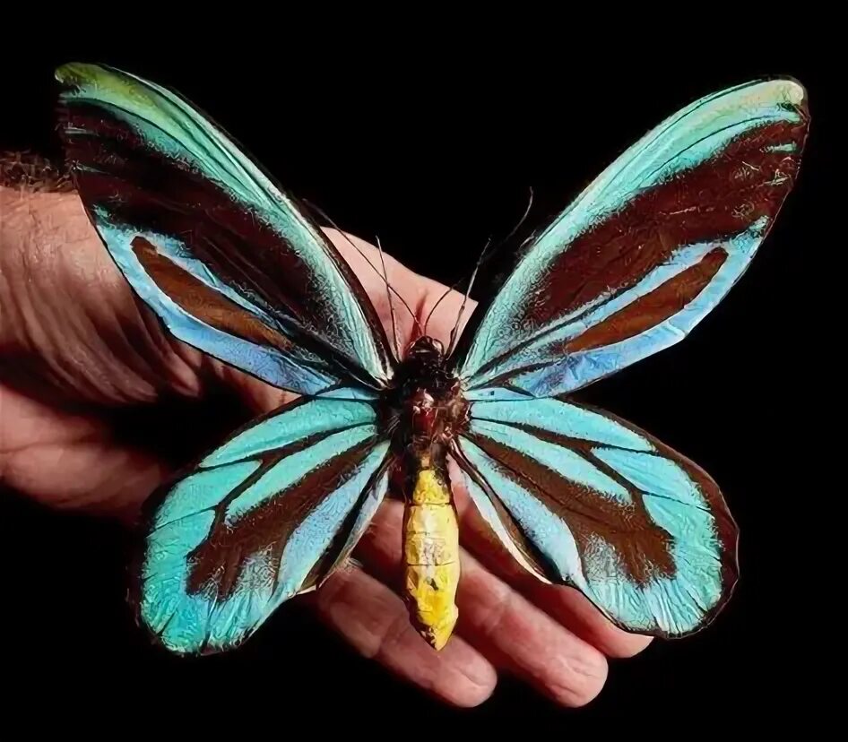 Птицекрылка королевы александры бабочка фото 55 Aesthetic: lepidoptera ideas in 2021 beautiful bugs, moth, butterfly