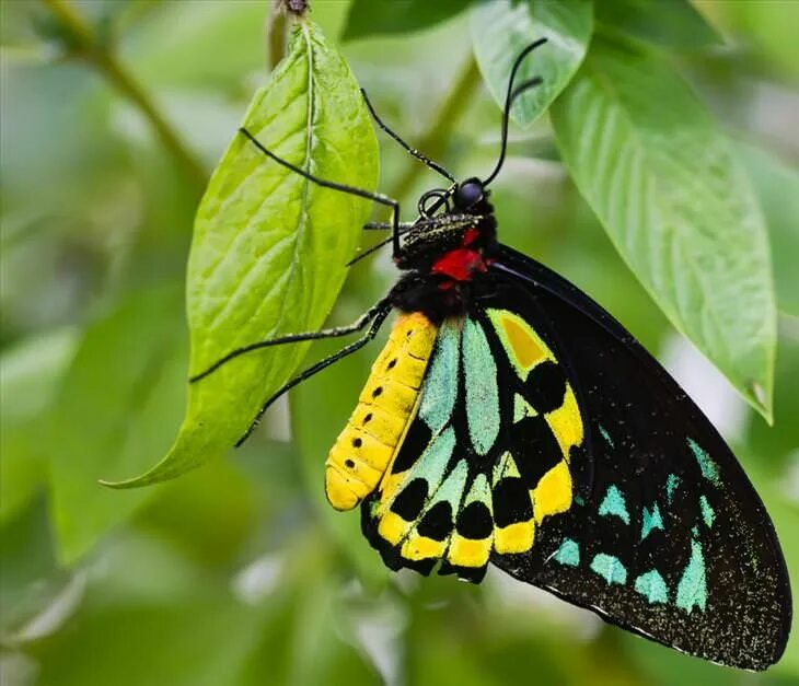 Птицекрылка королевы александры бабочка фото Pin on Butterflies and moths